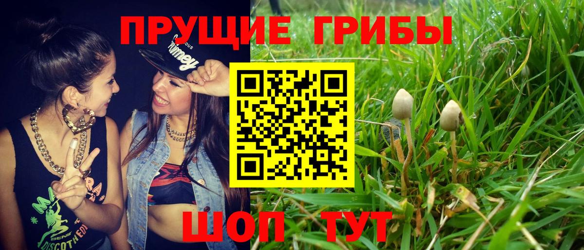 Псилоцибиновые грибы Cubensis Дубна