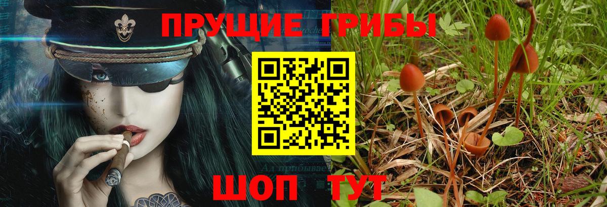 Псилоцибиновые грибы прущие грибы Дубна